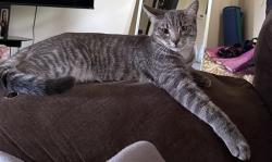 Lost Male Cat last seen NW 55th Ave, NW 60th Ave, SW 60th Ave, Ocala, FL 34482