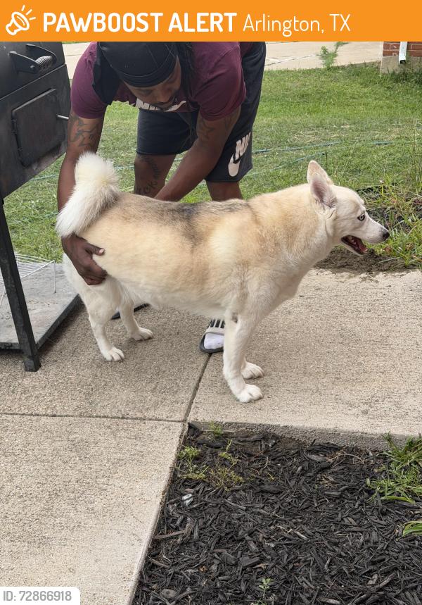 Found/Stray Female Dog last seen Matlock and Amber ridge , Arlington, TX 76002