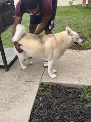 Found/Stray Female Dog last seen Matlock and Amber ridge , Arlington, TX 76002