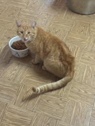Lost Male Cat last seen Mallard st , San Diego, CA 92114
