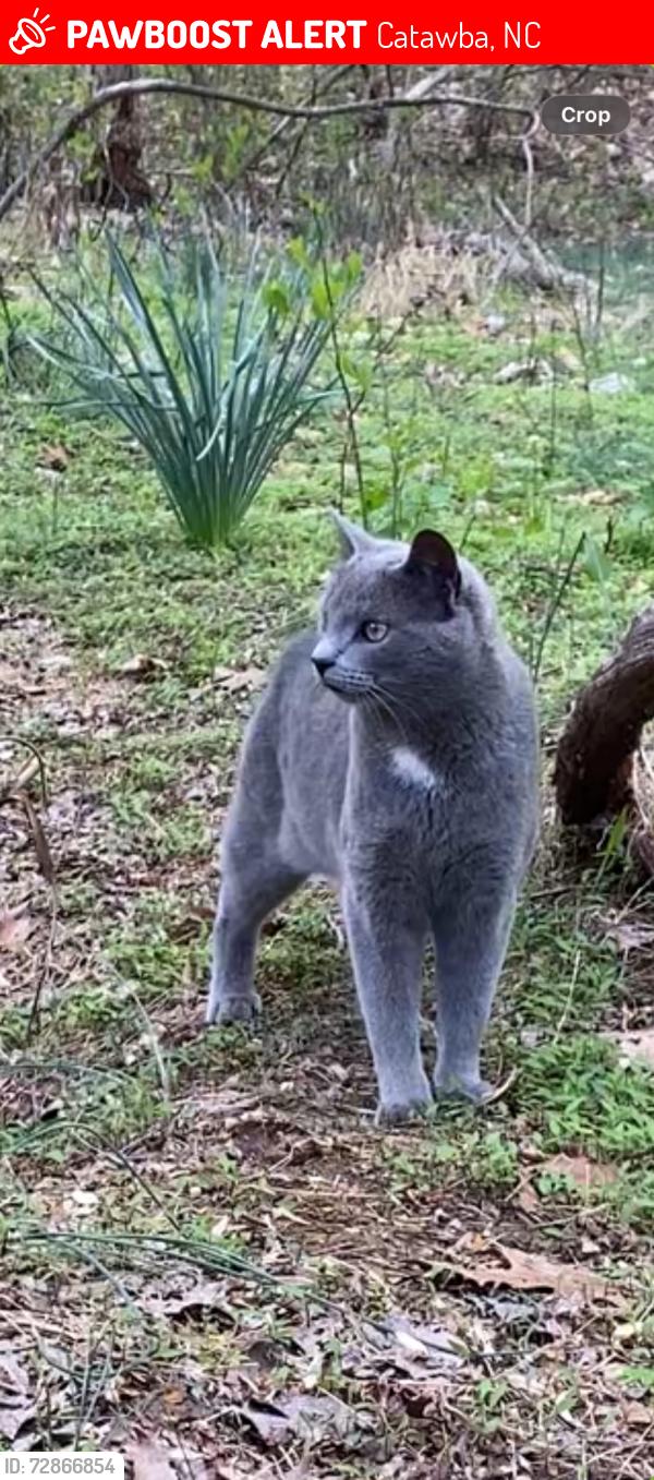 Lost Male Cat last seen Near Buffalo Shoals Rd Catawba NC, Catawba, NC 28609
