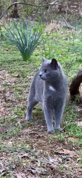 Lost Male Cat last seen Near Buffalo Shoals Rd Catawba NC, Catawba, NC 28609