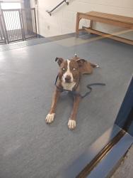 Found/Stray Female Dog last seen Marshall Ave Pittsburgh , Pittsburgh, PA 15212