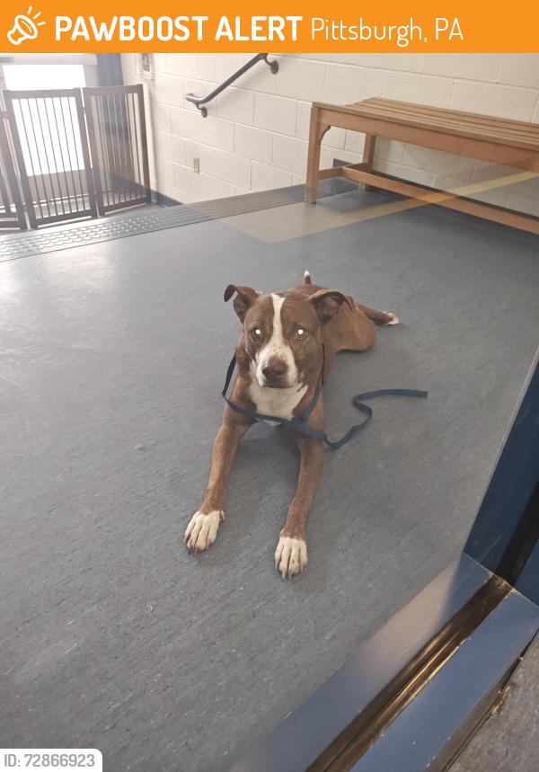 Found/Stray Female Dog last seen Marshall Ave Pittsburgh , Pittsburgh, PA 15212