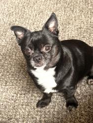 Reunited Male Dog last seen Wentworth st between 36th and Prairie , Grand Rapids, MI 49519