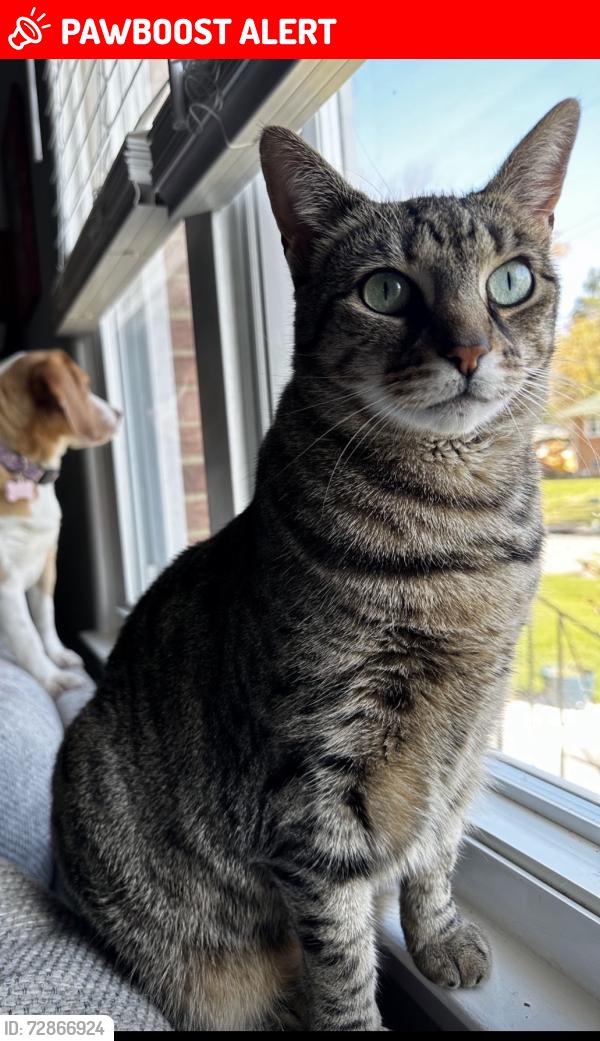 Lost Female Cat last seen Ballad Drive, Fort Washington, MD 20744