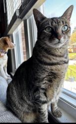 Lost Female Cat last seen Ballad Drive, Fort Washington, MD 20744