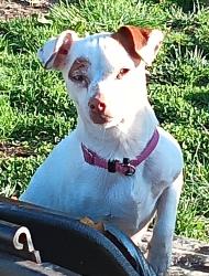 Lost Female Dog last seen Yuma Rd , Gate City, VA 24251