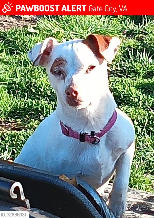 Lost Female Dog last seen Yuma Rd , Gate City, VA 24251