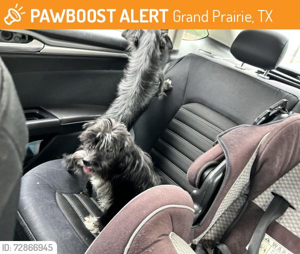 Found/Stray Female Dog last seen Road, Grand Prairie, TX 75052