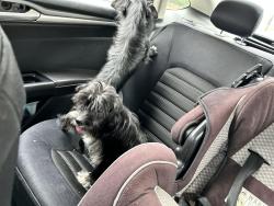 Found/Stray Female Dog last seen Road, Grand Prairie, TX 75052