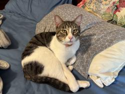 Lost Male Cat last seen easter Lake Park covered bridge, Des Moines, IA 50320