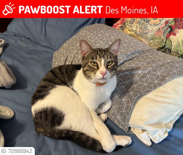 Lost Male Cat last seen easter Lake Park covered bridge, Des Moines, IA 50320