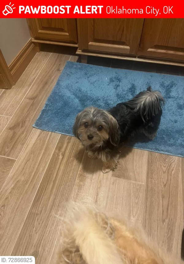 Lost Female Dog last seen Nw 50 th and Billon, Oklahoma City, OK 73112