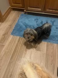 Lost Female Dog last seen Nw 50 th and Billon, Oklahoma City, OK 73112
