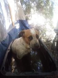 Lost Female Dog last seen Oildale olive and airport dr, Bakersfield, CA 93308