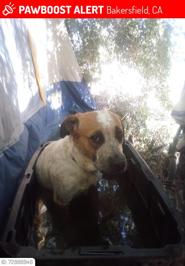 Lost Female Dog last seen Oildale olive and airport dr, Bakersfield, CA 93308