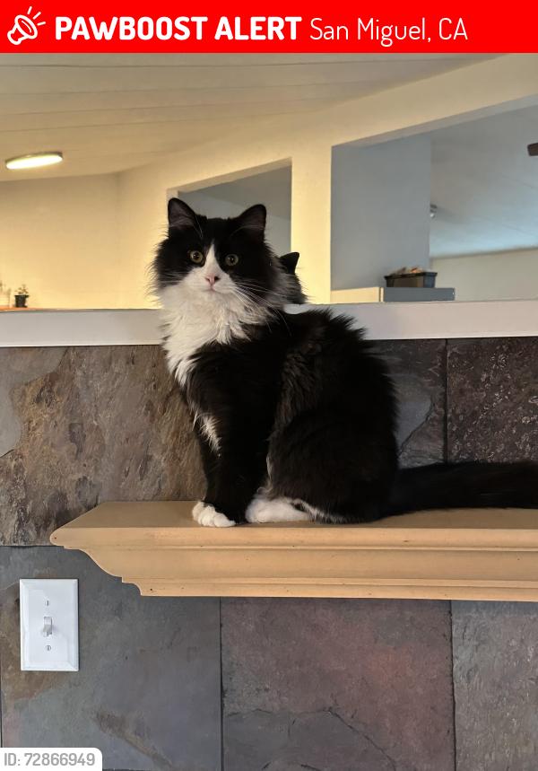 Lost Male Cat last seen L street and tenth street, San Miguel, CA 93451