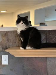 Lost Male Cat last seen L street and tenth street, San Miguel, CA 93451