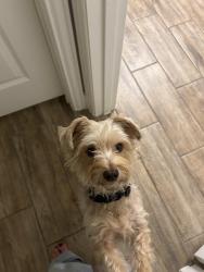 Lost Male Dog last seen Dogwood Rd, Melissa, Tx , Melissa, TX 75454