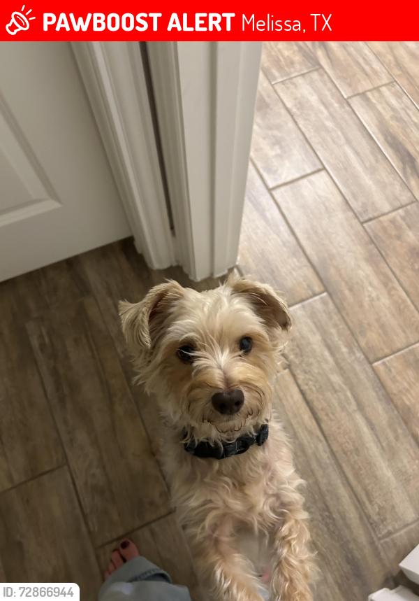 Lost Male Dog last seen Dogwood Rd, Melissa, Tx , Melissa, TX 75454