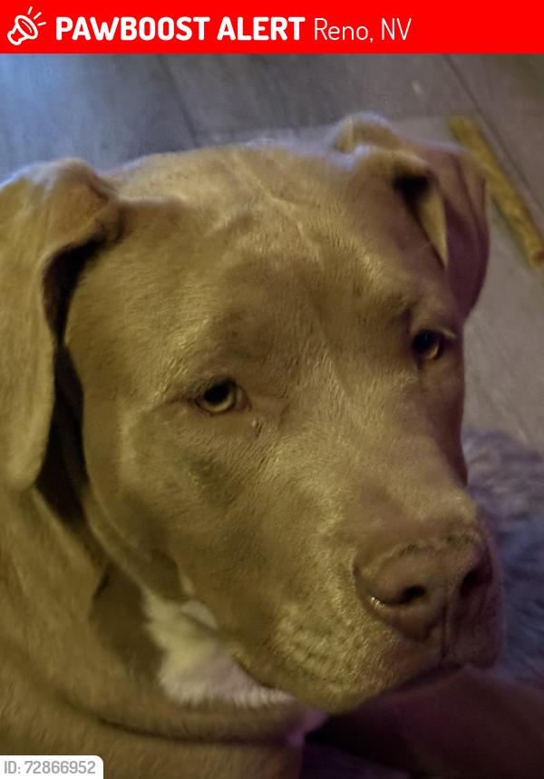 Lost Male Dog last seen Corner of Lear and Stead blvd, Reno, NV 89506