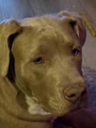 Lost Male Dog last seen Corner of Lear and Stead blvd, Reno, NV 89506
