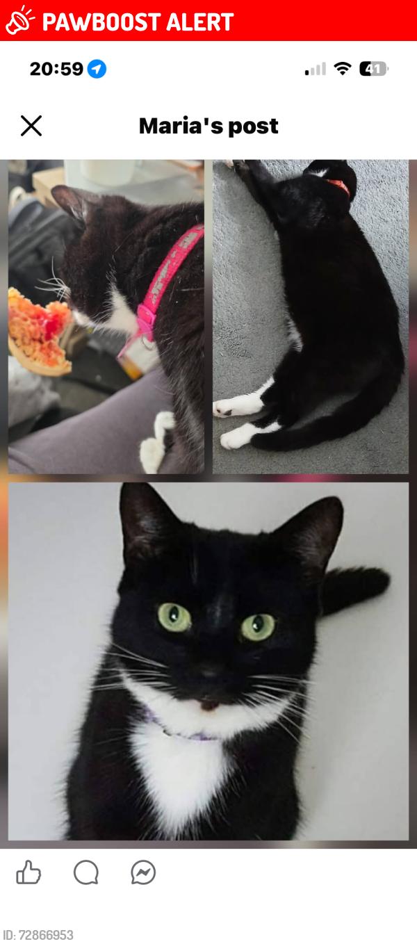 Lost Female Cat last seen Queen Mary avenue , Hampshire, England RG21 5GZ