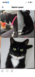 Lost Female Cat last seen Queen Mary avenue , Hampshire, England RG21 5GZ
