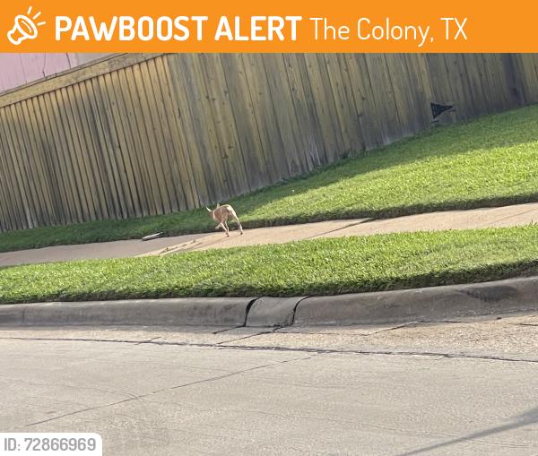 Found/Stray Unknown Dog last seen Near Jenkins St and Carr/Chapman Park the Colony, Texas, The Colony, TX 75056