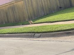 Found/Stray Unknown Dog last seen Near Jenkins St and Carr/Chapman Park the Colony, Texas, The Colony, TX 75056
