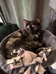 Lost Female Cat last seen Horizon & horizon ridge , Henderson, NV 89012