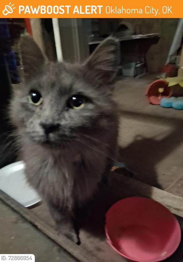 Found/Stray Male Cat last seen Newcastle Rd and South Portland Ave  Okc, Oklahoma City, OK 73119