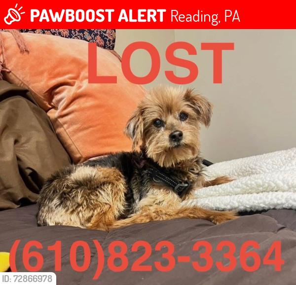 Lost Female Dog last seen Exeter Golf Club Estates, Reading, PA 19606