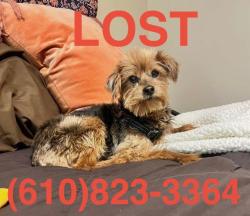 Lost Female Dog last seen Exeter Golf Club Estates, Reading, PA 19606
