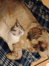 Lost Male Dog last seen Trailer park on Mojave & charleston, Las Vegas, NV 89104