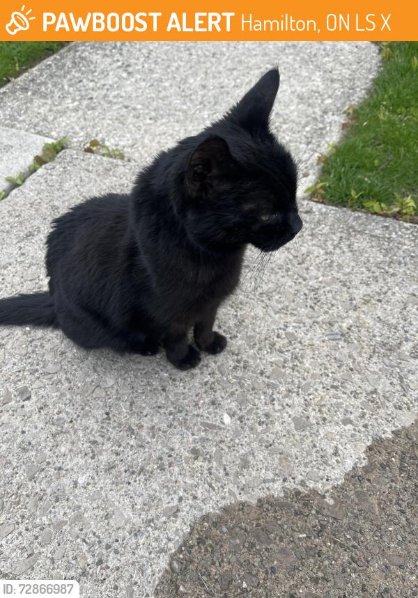Found/Stray Unknown Cat last seen Near , Hamilton, ON L8S 2X5