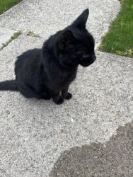 Found/Stray Unknown Cat last seen Near , Hamilton, ON L8S 2X5