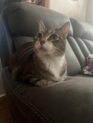 Lost Female Cat last seen 444-364 Yale Ave, Morton, PA 19070, Morton, PA 19070