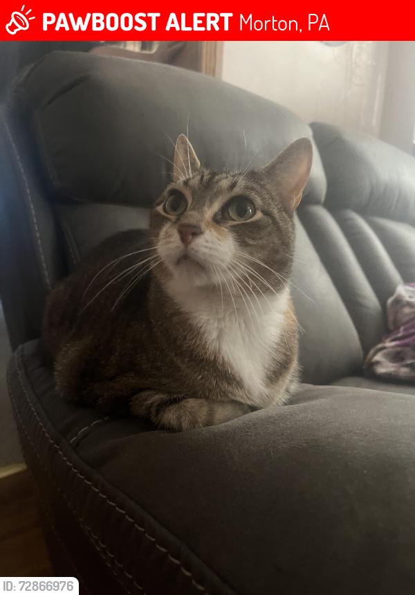 Lost Female Cat last seen 444-364 Yale Ave, Morton, PA 19070, Morton, PA 19070