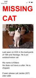 Lost Male Cat last seen Backyard, San Francisco, CA 94116