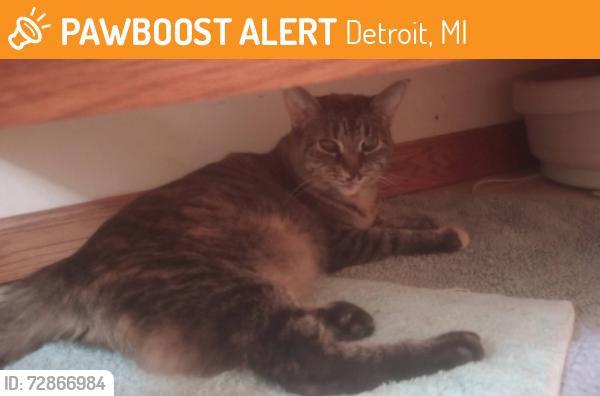 Found/Stray Female Cat last seen Near and Rosa Parks, right off the highway, Detroit, MI 48216