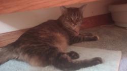 Found/Stray Female Cat last seen Near and Rosa Parks, right off the highway, Detroit, MI 48216