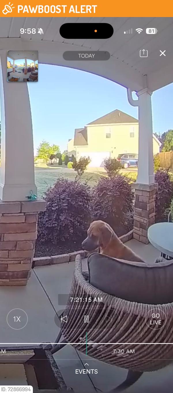 Found/Stray Unknown Dog last seen Hunt rd, Anderson County, SC 29642