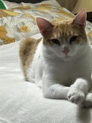 Lost Male Cat last seen Westminster ave , London, ON N6C