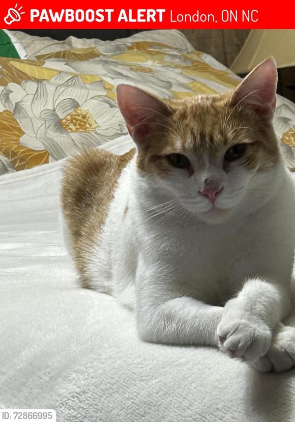 Lost Male Cat last seen Westminster ave, London, ON N6C