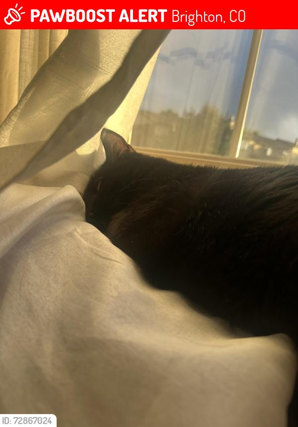 Lost Male Cat last seen Bridge St , Brighton, CO 80601