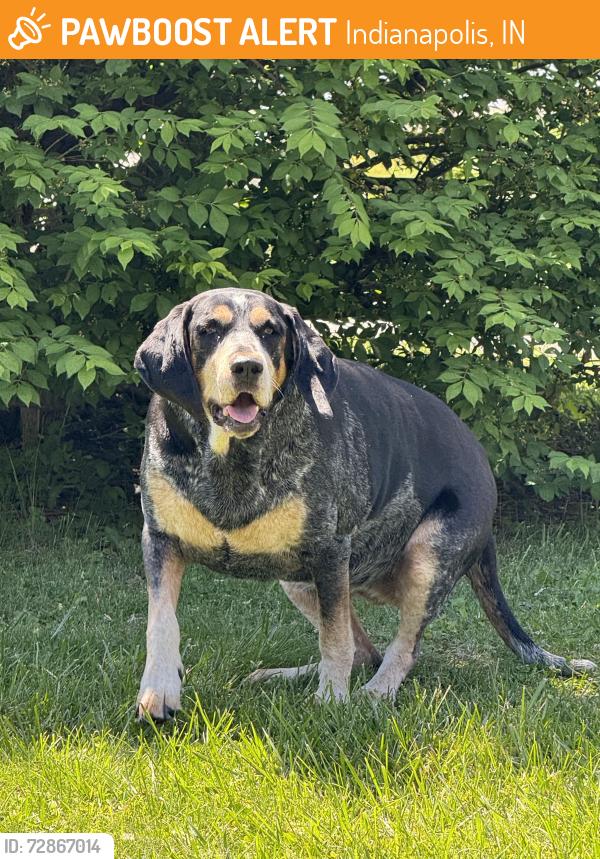 Found/Stray Female Dog last seen Edgewood and Gale, Indianapolis, IN 46227