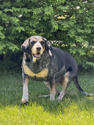 Found/Stray Female Dog last seen Edgewood and Gale, Indianapolis, IN 46227