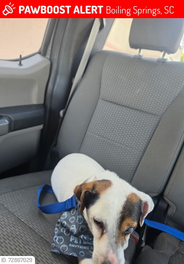 Lost Male Dog last seen Mason crossing off of Mason road, Boiling Springs, SC 29316